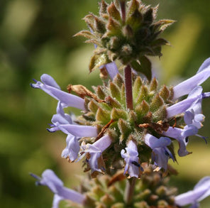 Black Sage