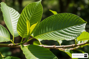 *Kratom Relax2go