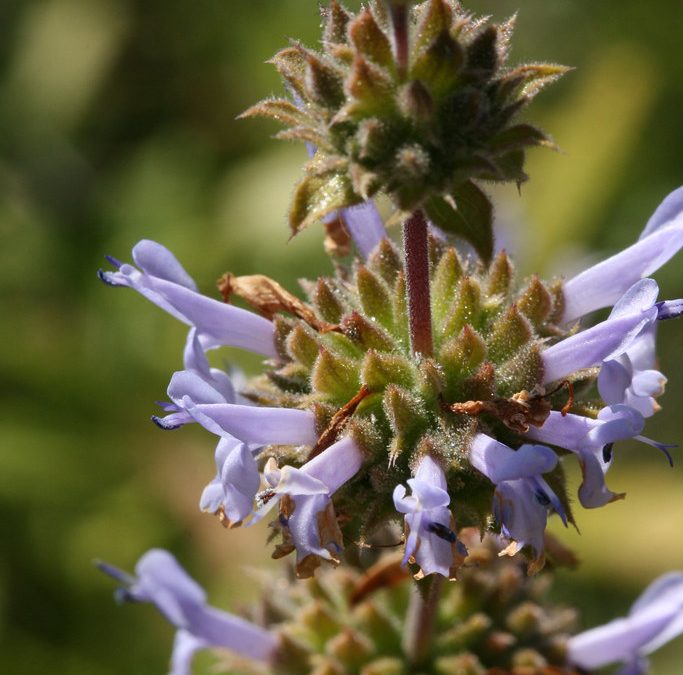 Black Sage