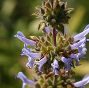 Black Sage