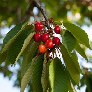Cherokee Cherry
