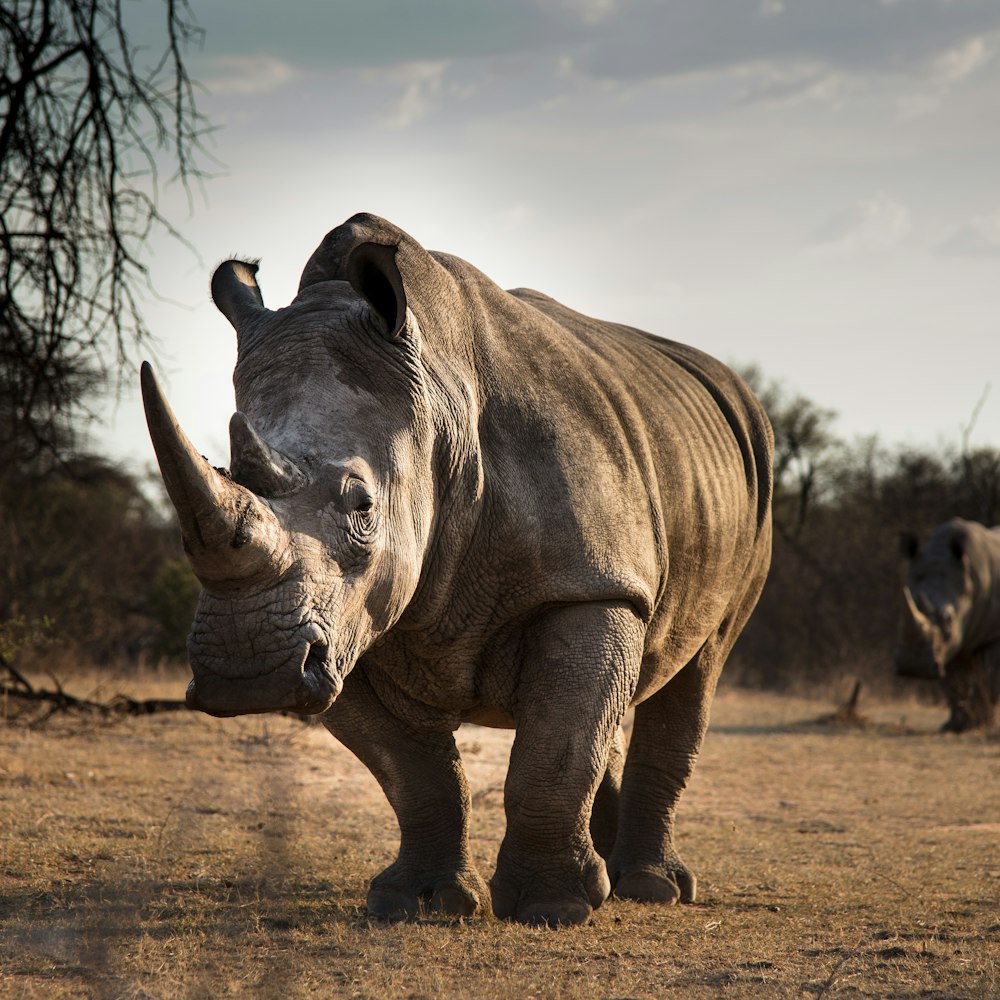 Rhino 18000
